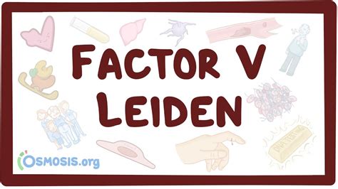 Factor V Leiden Vídeo Anatomía Definición And Función Osmosis