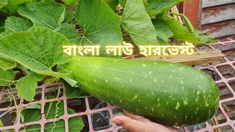 বাংলা লাউ হারভেস্ট Bangla Lau Harvest Bottle Gourd Harvest Youtube