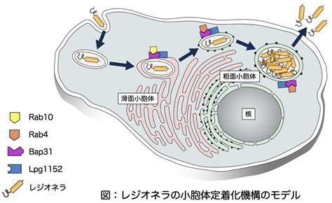 病原細菌であるレジオネラが宿主細胞の小胞体に定着する仕組みを解明～レジオネラの小胞体定着化に働く宿主・病原体双方の因子を発見：紀伊民報