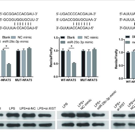 Nfat Was A Direct Binding Target Of Mir C P A The Binding