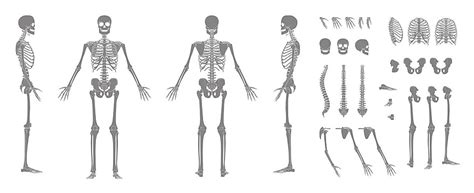 Conjunto De Silueta Esqueleto Huesos Humanos Cuerpo Manos Piernas Pecho ...