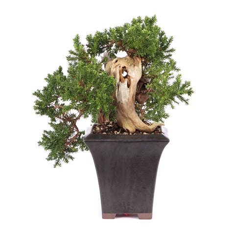 Juniperus Procumbens Nana Bonsai Bonsai Outdoor Bonsai