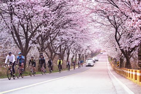 대전 동구 대청호 벚꽃길