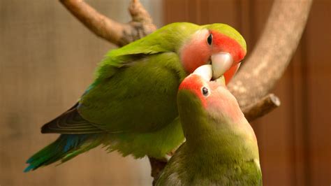 guide to lovebird making noise naturally