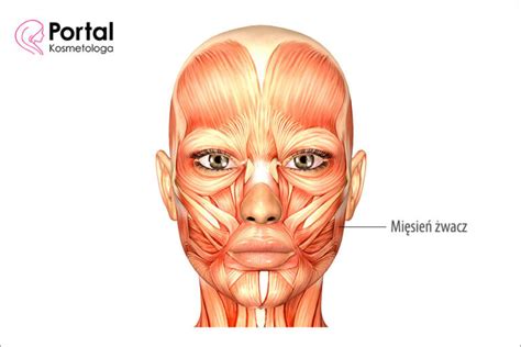 Mięsień żwacz Portal Kosmetologa