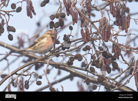 Lesser Redpoll Carduelis Cabaret Male In Alder Tree Alnus Glutinosa