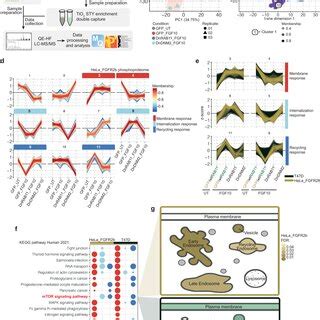 Spatially Resolved Proteomics And Phosphoproteomics Reveal