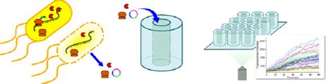 Cell Free Protein Synthesis Reactants Are Confined In Femtoliter Scale