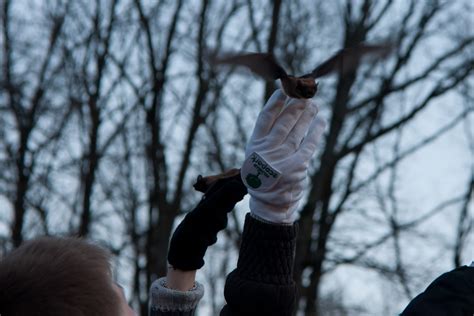 Bat Release Fest In Kharkiv Ukraine Ukrainian Bat Rehabilitation Center