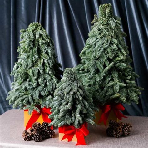 Buy 1 Get 1 Free Abies Nordmanniana Fresh Live Mini Christmas Tree