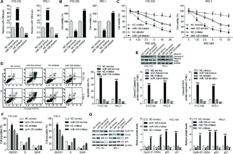 Mir Reduces Proliferation And Induces Apoptosis In Thyroid Cancer