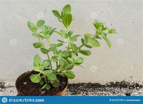 Potted Panadol Plant stock photo. Image of outdoor, deadnettle - 261227702