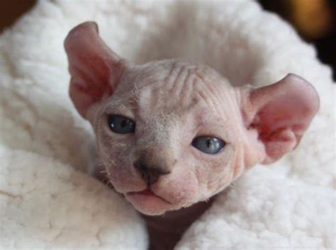 Sphynx, Elf, Bambino & Dwelf Kittens - Hairless Kittens for Sale in Sun ...