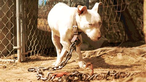 How To Help Chained Dogs Actions