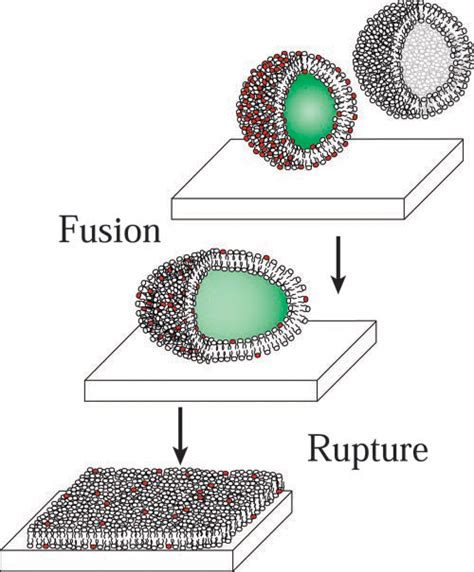 Early Steps Of Supported Bilayer Formation Probed By Single Vesicle