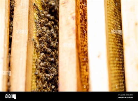 Bienenst Cke In Der Pflege Von Bienen Mit Waben Und Honigbienen Imker