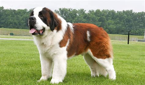 giant Saint bernard dog breed - Dog Breeders Guide