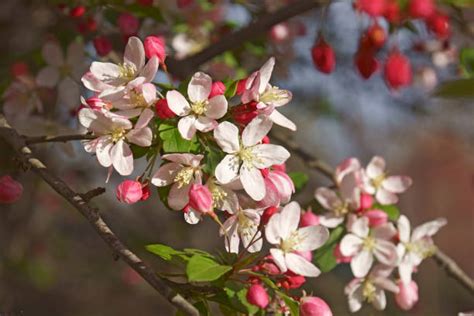 Crab Apple Tree Blossoms