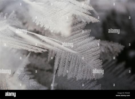 Hoar Frost Forms Feather Like Crystals On The Ice Surface Of Patricia