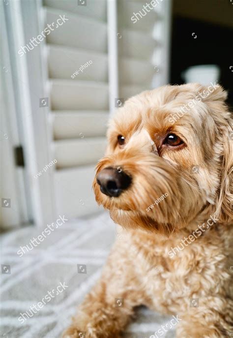 Cute Cockapoo Poodle, Poodle Mix Wearing Jacket, Cockapoo In Bed, Cute ...