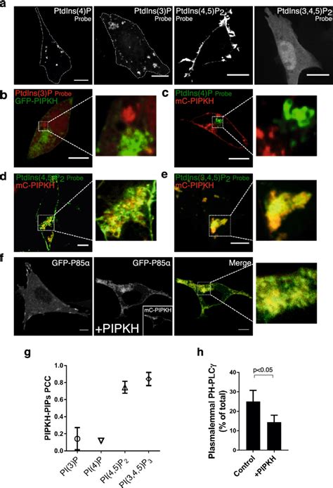 Expression Of Pipkh Results In An Aberrant Distribution Of Ptdins P