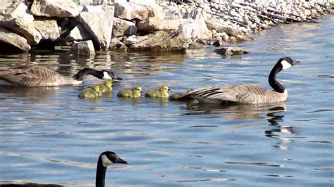 Baby Canadian Geese Swimming