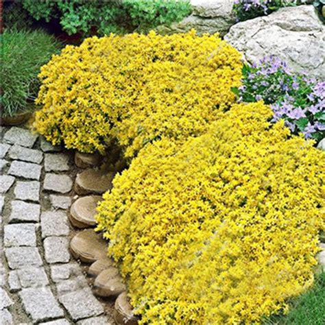 Qauzuy Garden Seeds Oif Yellow Creeping Thyme Seeds Rock Cress