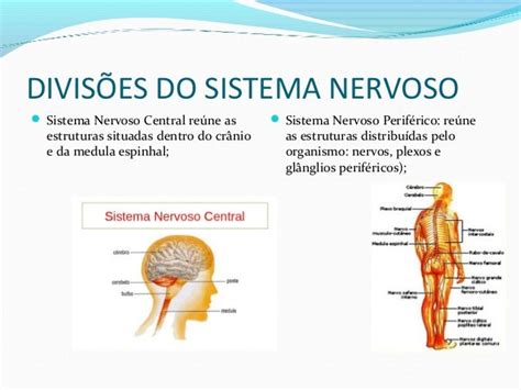 Sistema Nervoso