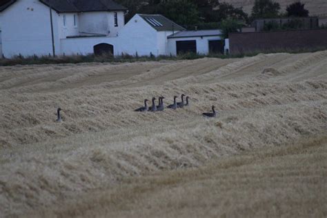 Greylag goose – Montrose Basin Species Database