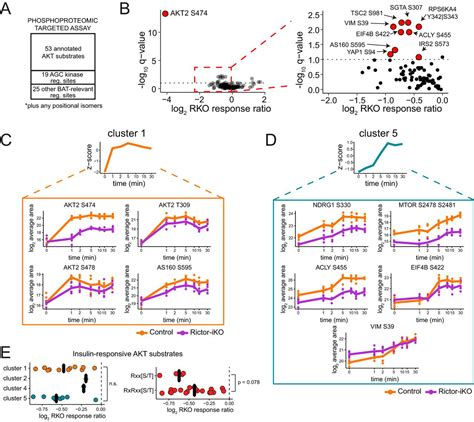 Proteome And Phosphoproteome Analysis Of Brown Adipocytes Reveals That