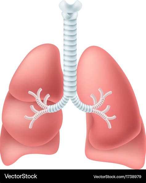 Human Lung Royalty Free Vector Image Vectorstock