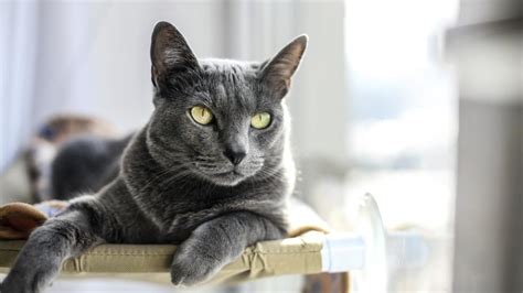 Russian Blue Cat Breed Information Characteristics, 49% OFF