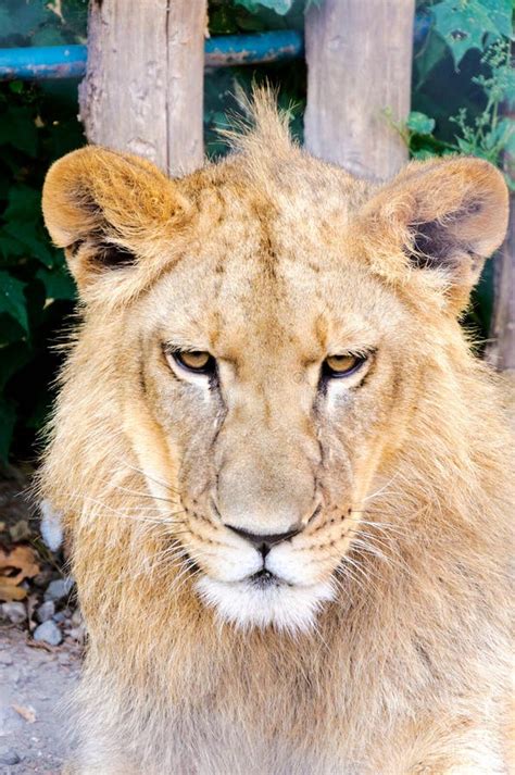 Angry Lion Stock Photo Image Of Predator Snarl Bathing 4510348