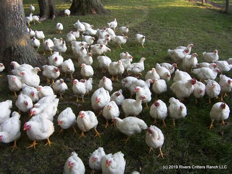 Broiler Free Range Chicken Feed Chart Organic Feed Consumption