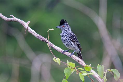 Foto Choca Barrada Do Nordeste Thamnophilus Capistratus Por Sidiney