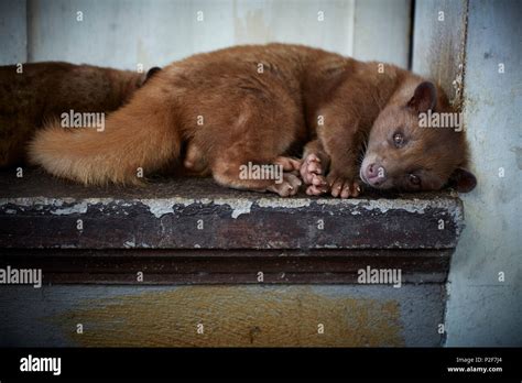 Civet Bali Fotos Und Bildmaterial In Hoher Aufl Sung Alamy