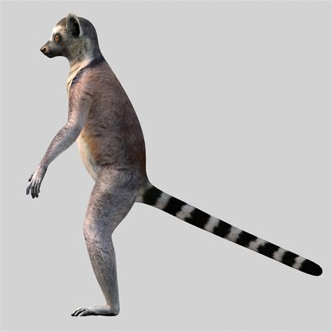 Ring Tailed Lemur 3d Model