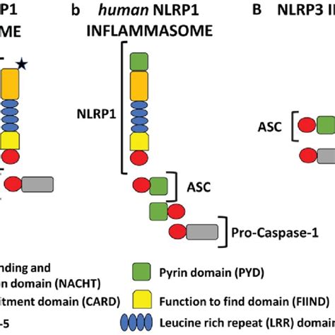 Pdf Nlrp And Nlrp Inflammasomes As A New Approach To Skin