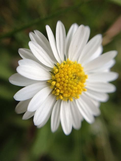 Hintergrundbilder Makro Bl Hen G Nsebl Mchen Blume Flora