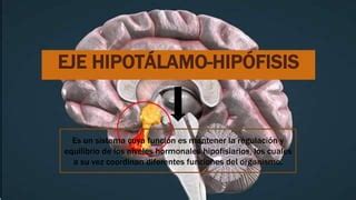 Eje Hipot Lamo Hip Fisis Ppt Descarga Gratuita