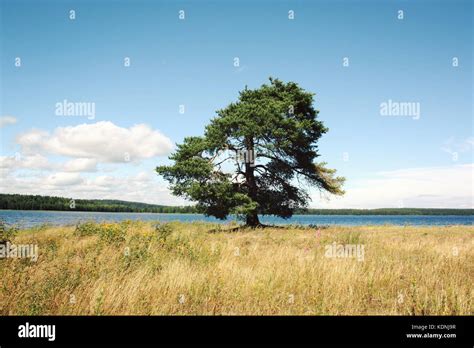 Kenozero Lake Coast Lone Standing Pine Tree On A Shore Aged Photo