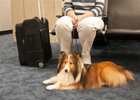 American Airlines Service Dog (3 Pet Policies Revealed)