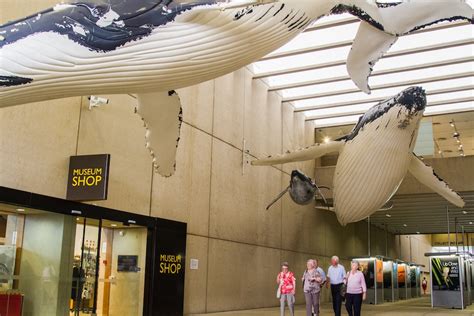 Curious Brisbane Who Built The Citys Flying Whales Abc News