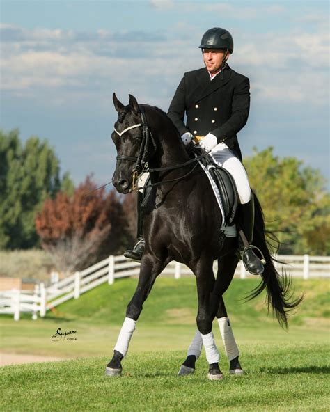 Absolutely Arabians Llc Arabian Sport Horse Alliance