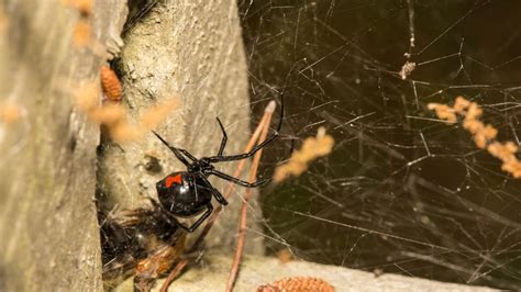 Schwarze Witwen Werden Von Ihren Cousins Der Braunen Witwe