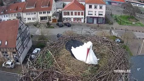 Un Couple De Cigognes Fait Des Milliers De Vues Gr Ce Une Webcam