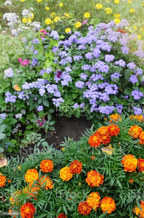 Annual and perennial plants in full bloom. Multicolored autumn or ...