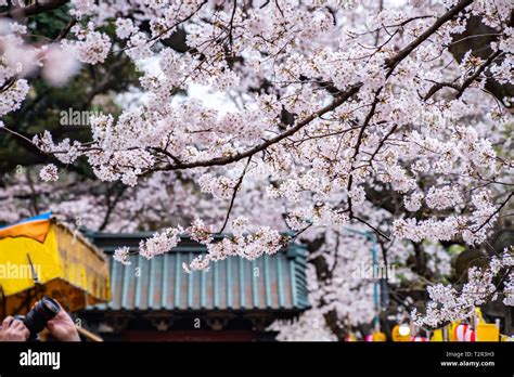 Cherry blossoms in full bloom Ueno Park Stock Photo - Alamy