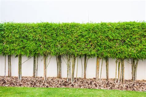 Fundo Da Parede Da Planta De Bambu E Da Grama Verde Imagem De Stock