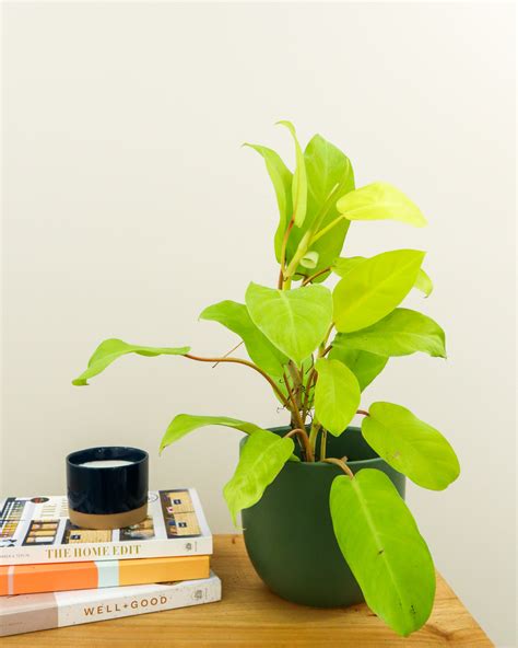 Epipremnum giganteum ‘Lemon Lime’, Philodendron ‘Lemon Lime’ | PlantVine